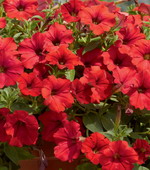 Петуния Сурфиния Патио Ред